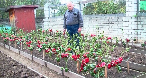 10 ошибок при выращивании сладкого перца 10 ошибок при выращивании сладкого перца