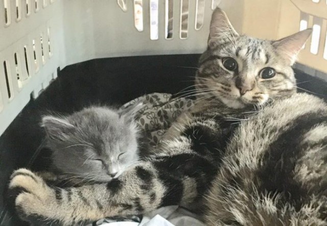“Не бойся, я всё знаю!” Приютский кот принял бездомного котенка, как родного “Не бойся, я всё знаю!” Приютский кот принял бездомного котенка, как родного
