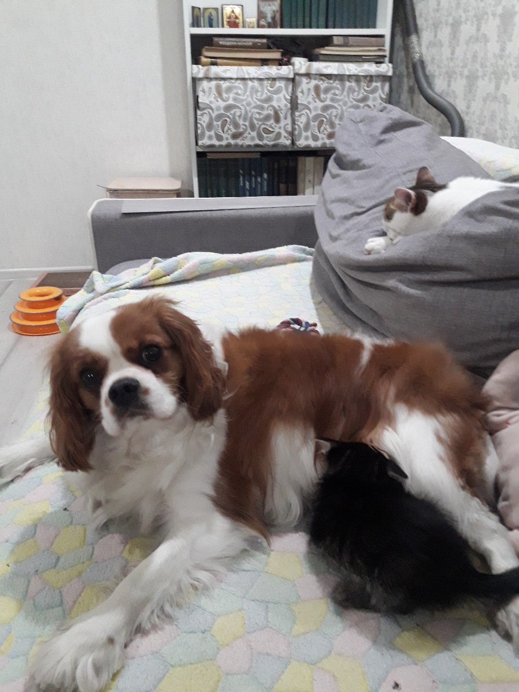 дом для котенка пес и котенок