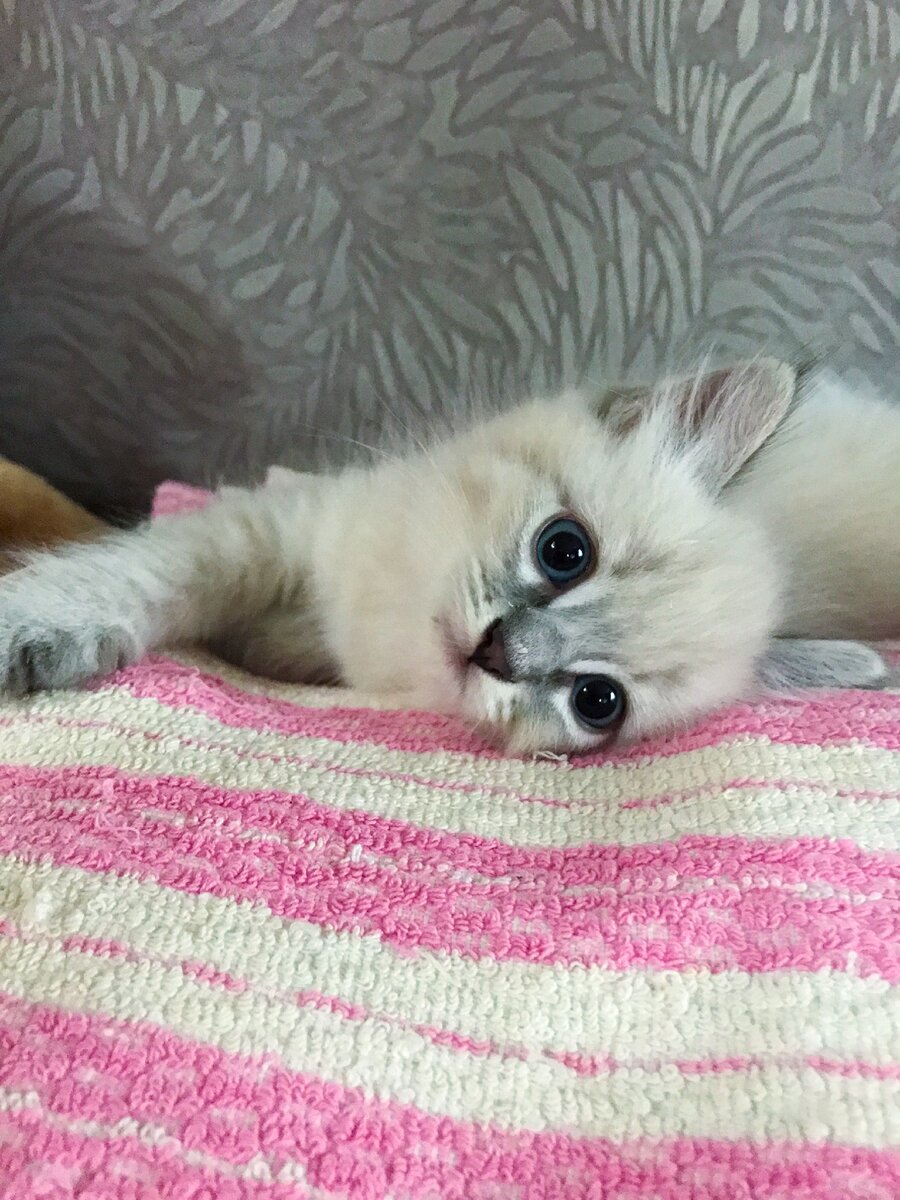 Котёнок Ричи, который лезет в миску нашего щенка Кекса, и его реакция на это