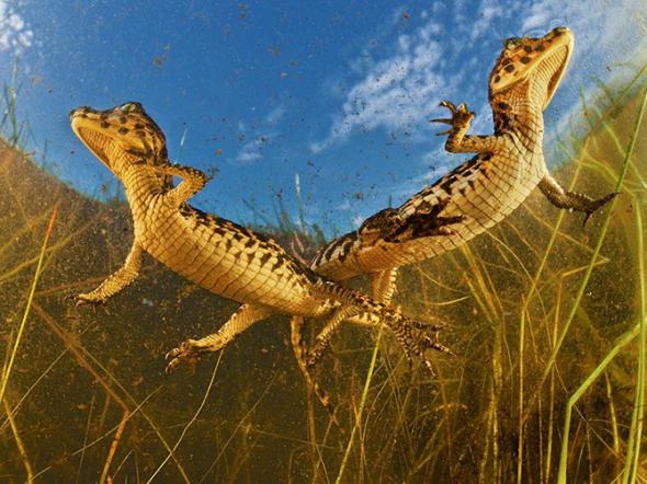 Лучшие фотографии National Geographic за август 2013