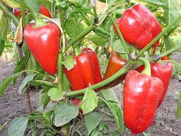 ПОДКОРМКА ДЛЯ ПЕРЦА ПОДКОРМКА ДЛЯ ПЕРЦА