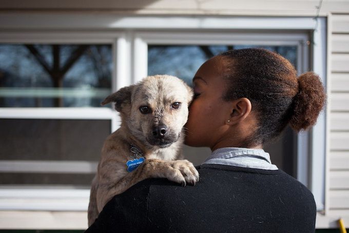 животные, отношения, люди, приют