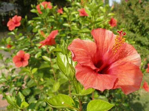 Гибискус (Hibiscus) Гибискус (Hibiscus)