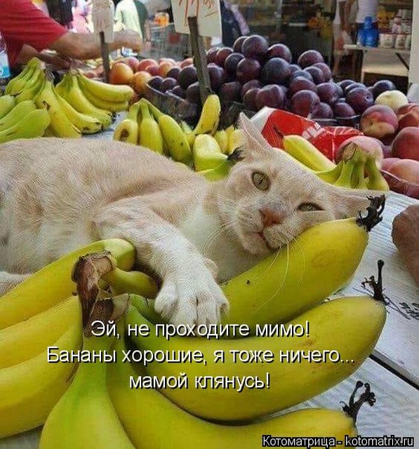 Лучшие котоматрицы недели Лучшие котоматрицы недели