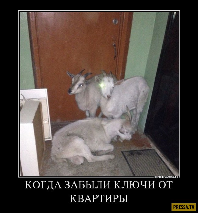 Свежие смешные демотиваторы (42 фото) Свежие смешные демотиваторы (42 фото)