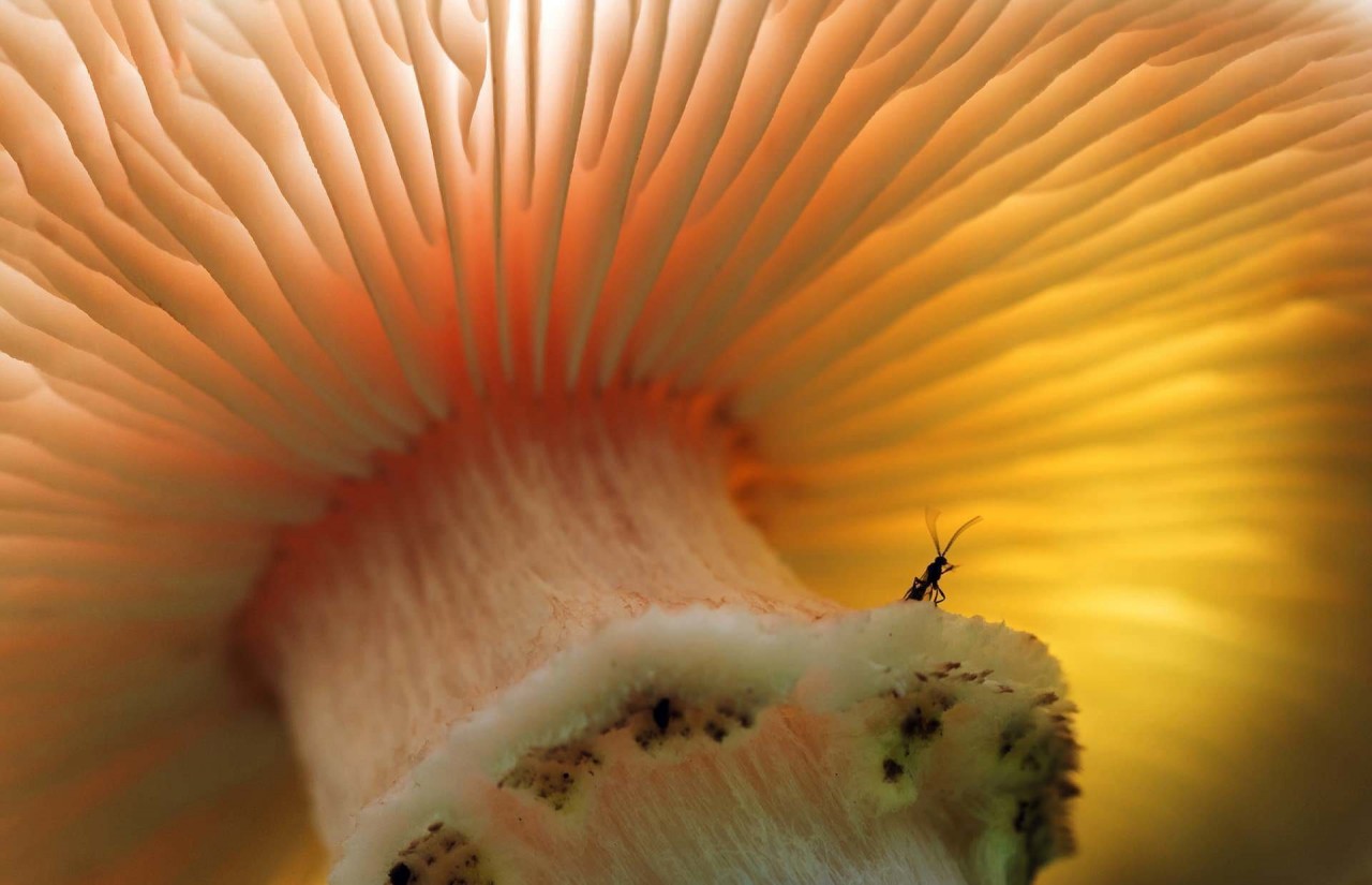 Крошечный грибной комар, укрывшийся под шляпкой поганки. Фото - Дункан Макнот, одно из призовых мест в категории "выбор жюри" дикая природа, лучшие снимки, лучшие фотографии, победители конкурса, фотографии природы, фотоконкурс, фотоконкурсы. природа