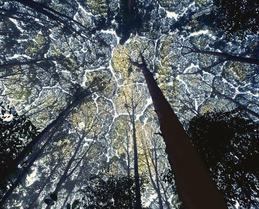 «Застенчивость кроны» или у деревьев тоже существует понятие о личном пространстве «Застенчивость кроны» или у деревьев тоже существует понятие о личном пространстве