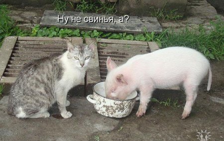 Картинки по запросу фото с надписью ржака