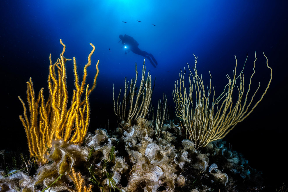 Подводные фотографии с конкурса Ocean Art 2018