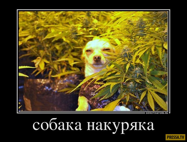 Свежие смешные демотиваторы (42 фото) Свежие смешные демотиваторы (42 фото)