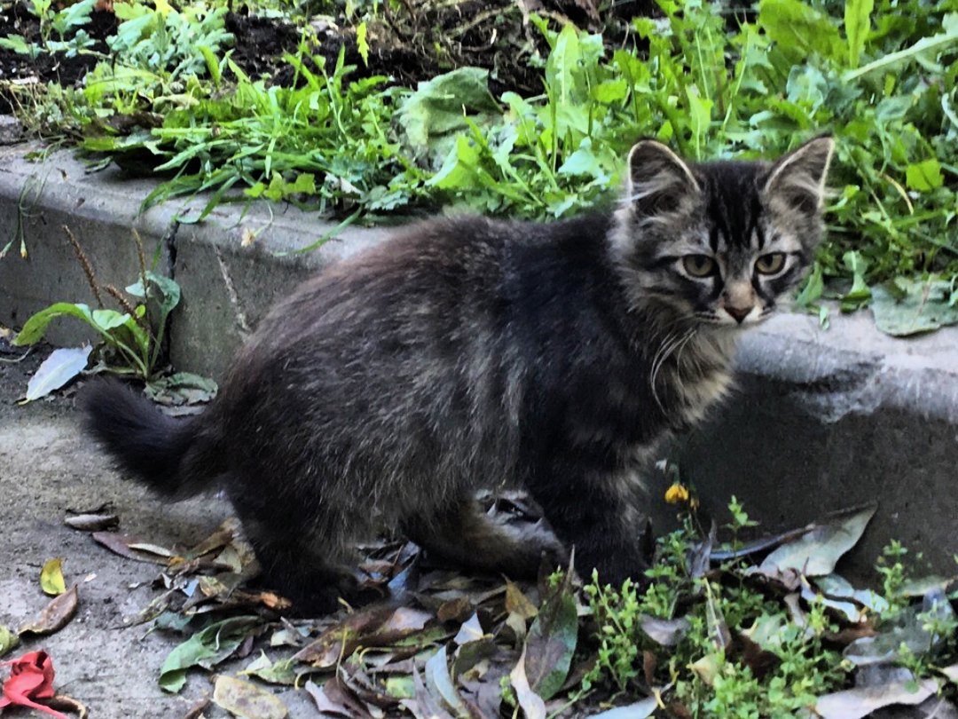 Скоро заморозки и котята на улице продержатся недолго Скоро заморозки и котята на улице продержатся недолго
