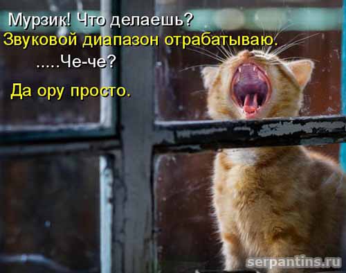 рыжий ор