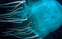 Медуза. фото
