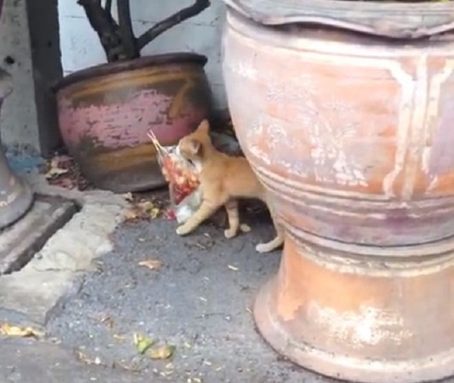 Рыжий кот курьер Кот несет мясо