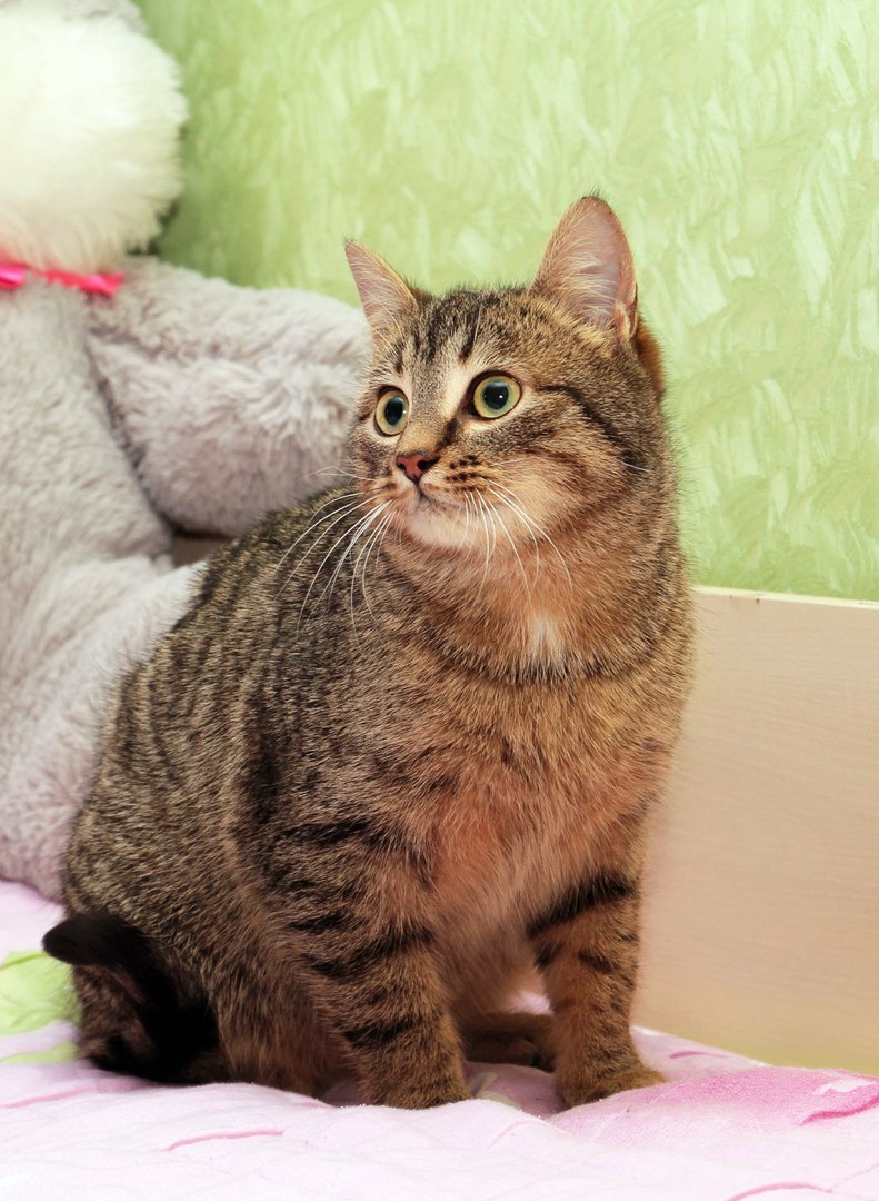 Внимание, укотовители! Не пропустите! Внимание, укотовители! Не пропустите!