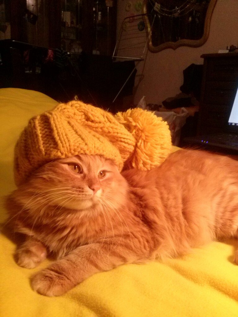 котенок нашел дом кот в шапке