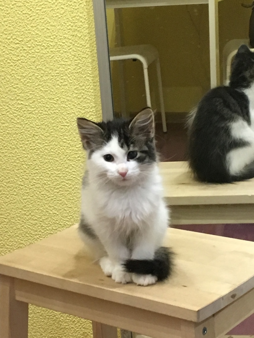 котенок упал в яму котенок на столе