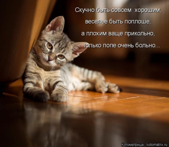 Лучшие котоматрицы недели Лучшие котоматрицы недели