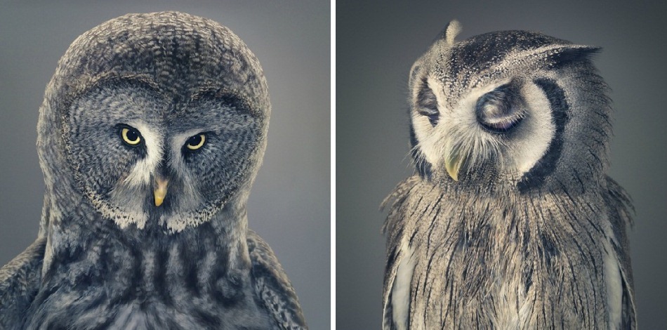 17. Фото из серии «Больше чем человек» (Tim Flach)