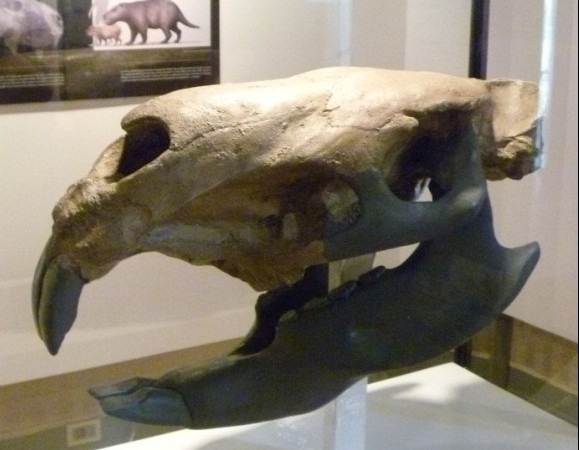 Останки гигантской слономыши «затерялись» в музее Уругвая
