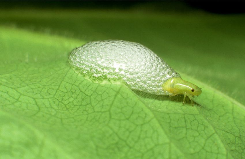 "Официальные" рекорды животных рекорд, животные