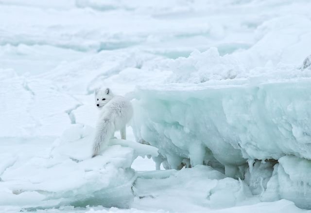 Фотографии National Geographic 2018 Натура, животные, природа