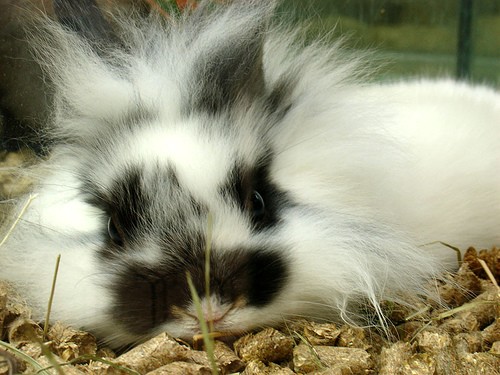 Крольчата (18 фото)