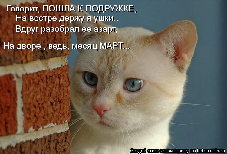 Пятничная котоматрица! Пятничная котоматрица!