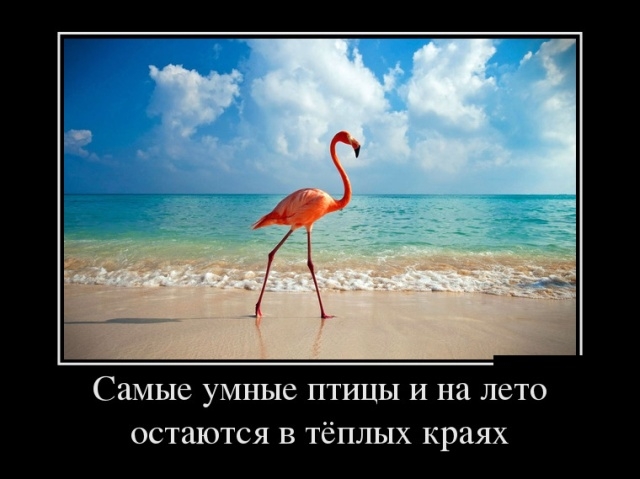 Демотиваторы Демотиваторы