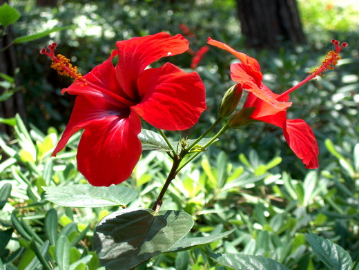 Гибискус (Hibiscus) Гибискус (Hibiscus)