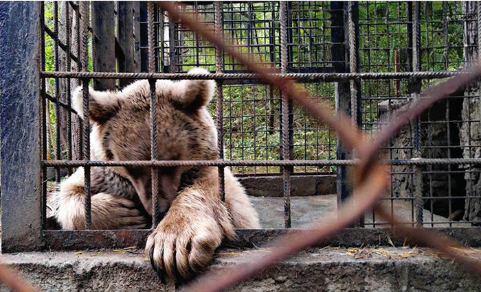 Спасательная команда насчитала около 80 медведей, находящихся в подобной ситуации на территории Армении. Спасательная команда насчитала около 80 медведей, находящихся в подобной ситуации на территории Армении.