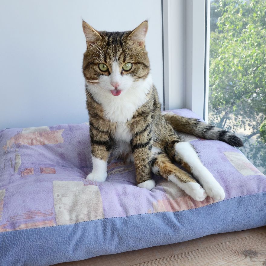 Rexie The Cat-King Of Bleps And Tongue Tricks