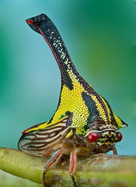 Umbonia Spinosa