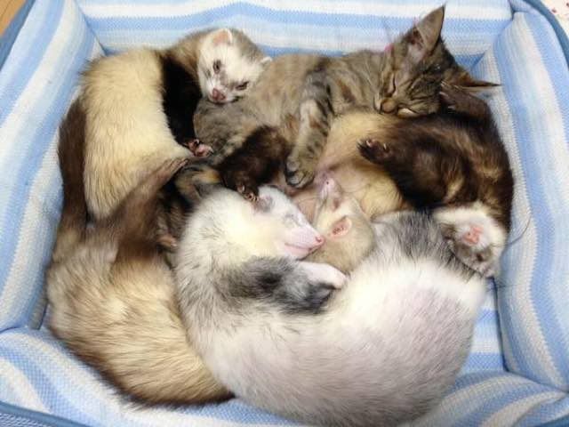 Без кота и жизнь не та