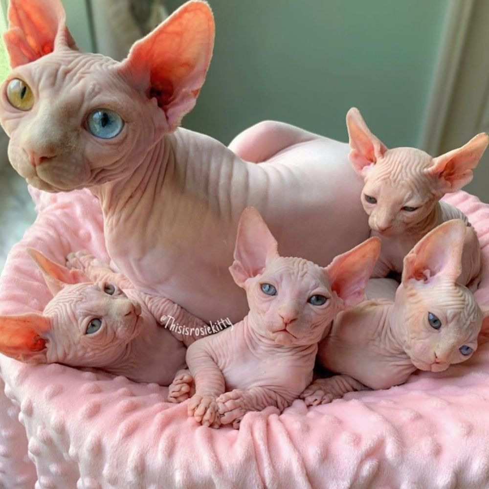 7 фото котят сфинксов, после которых их трудно не полюбить
