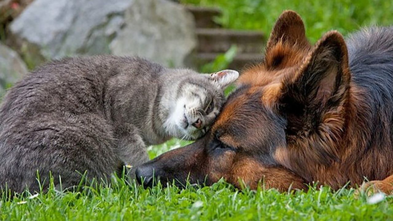 Котипес или песикот
