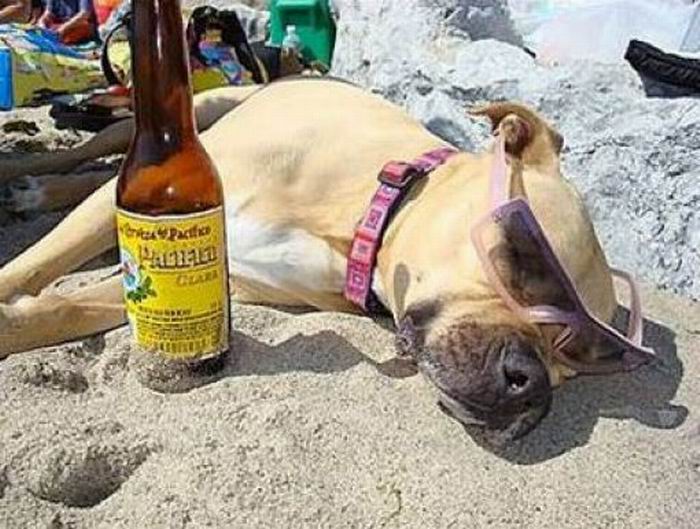 В это время на пляже  (27 фотографий), photo:7