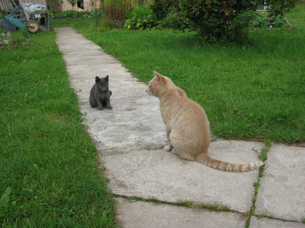 кот с котенком