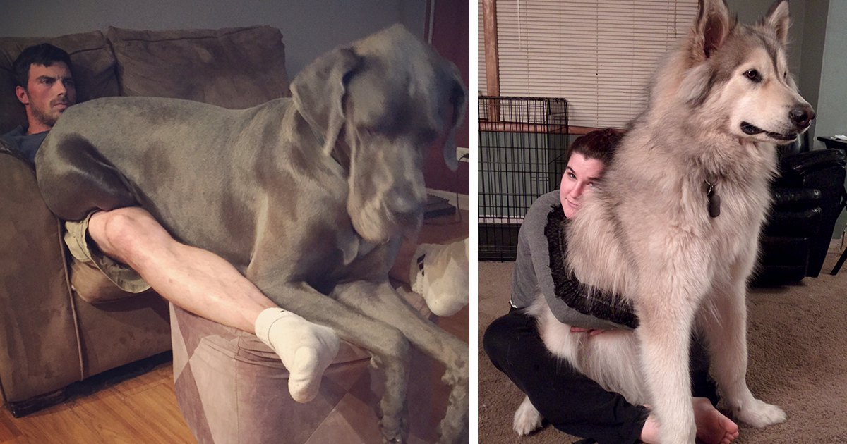 10+ Dogs Who Don’t Understand How BIG They Are And Think They’re Lap Dogs (Add Yours)