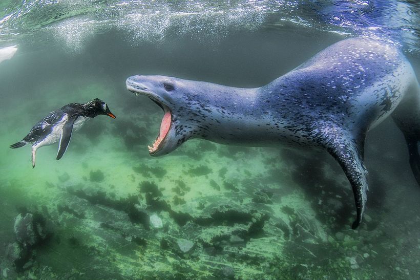 Блог - Фантастические победители международного конкурса Siena International Photo Awards Фантастические победители международного конкурса Siena International Photo Awards