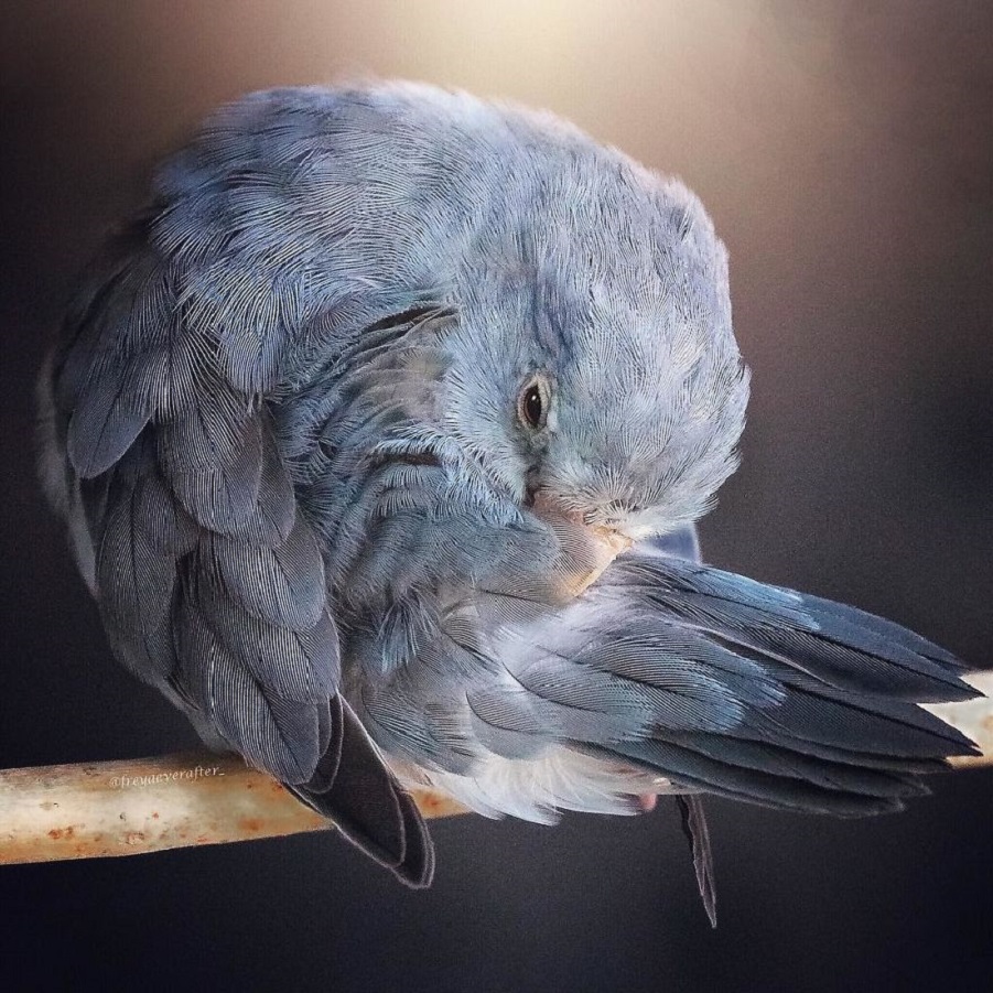 A-Storybook-Love-Between-Pastel-Parrotlets-5a83fa85d0e16__880.jpg A-Storybook-Love-Between-Pastel-Parrotlets-5a83fa85d0e16__880.jpg