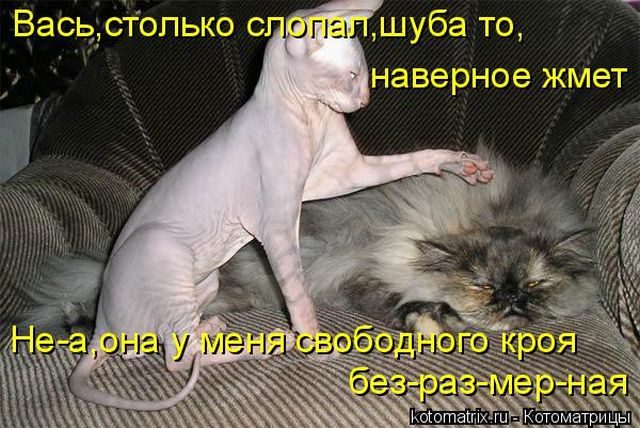 Самые свежие котоматрицы )) Самые свежие котоматрицы ))