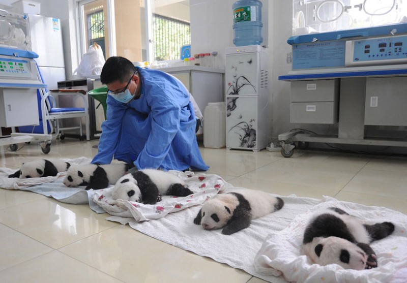 Умиляющее зрелище: милые маленькие медвежата панды в корзинках