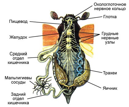 Жук - зомби