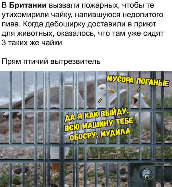 Прикольные комментарии из соцсетей Прикольные комментарии из соцсетей