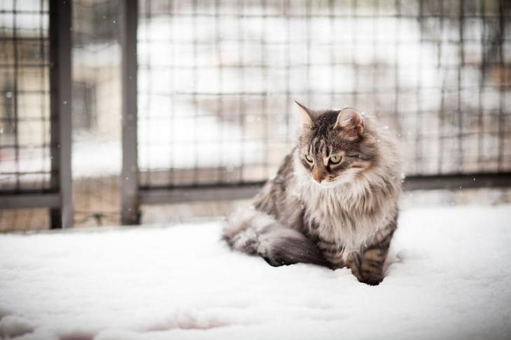 Забавные животные, которые впервые в жизни увидели снег Животные, которые впервые видят снег