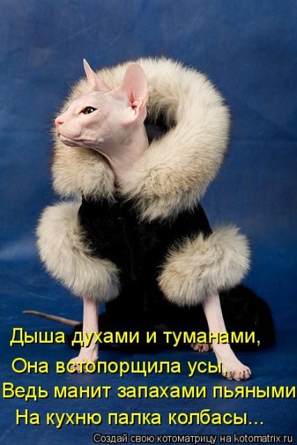 Самые свежие котоматрицы )) Самые свежие котоматрицы ))