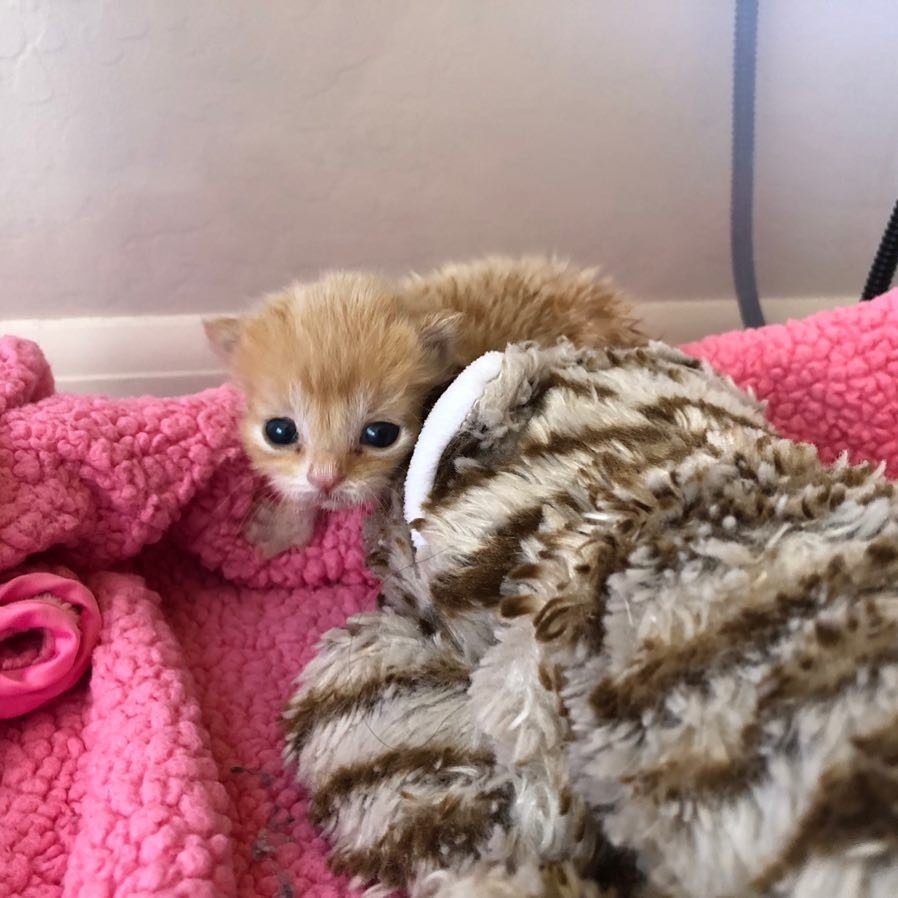 Без кота и жизнь не та