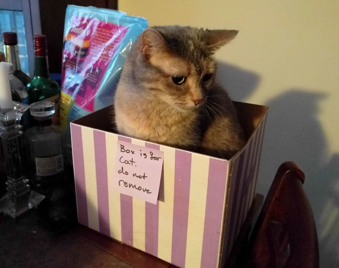 "Эта коробка для кота. Не перемещать" "Эта коробка для кота. Не перемещать" животные, забавно, котопост, коты, кошки, неожиданно, питомцы, юмор